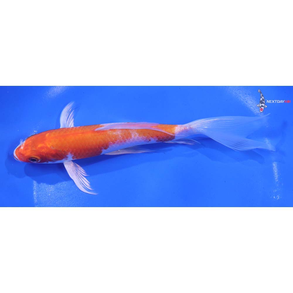 6.5” Imported Hariwake Butterfly Koi