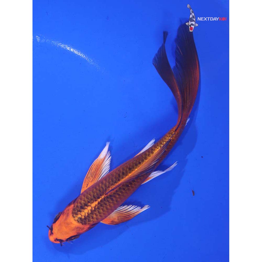 6.5” Imported Orenji Matsuba Butterfly Koi