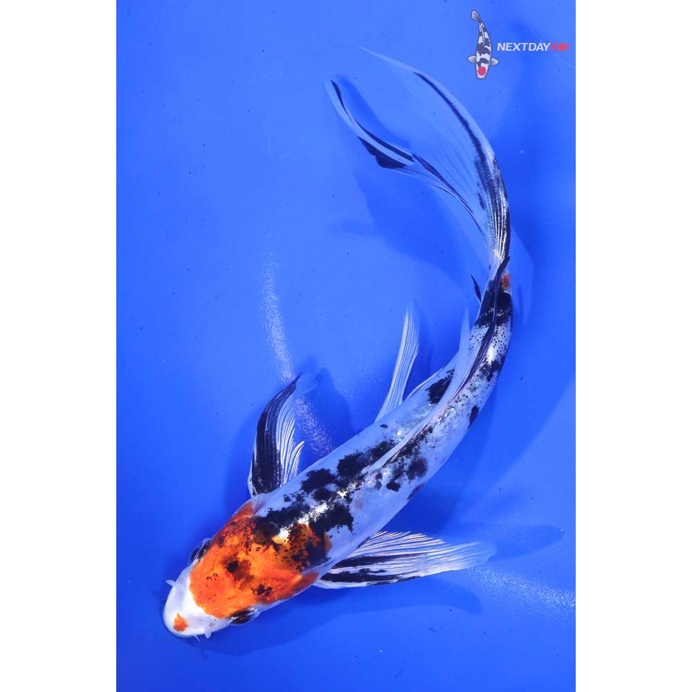 7” Imported Heisei Nishiki Butterfly Koi