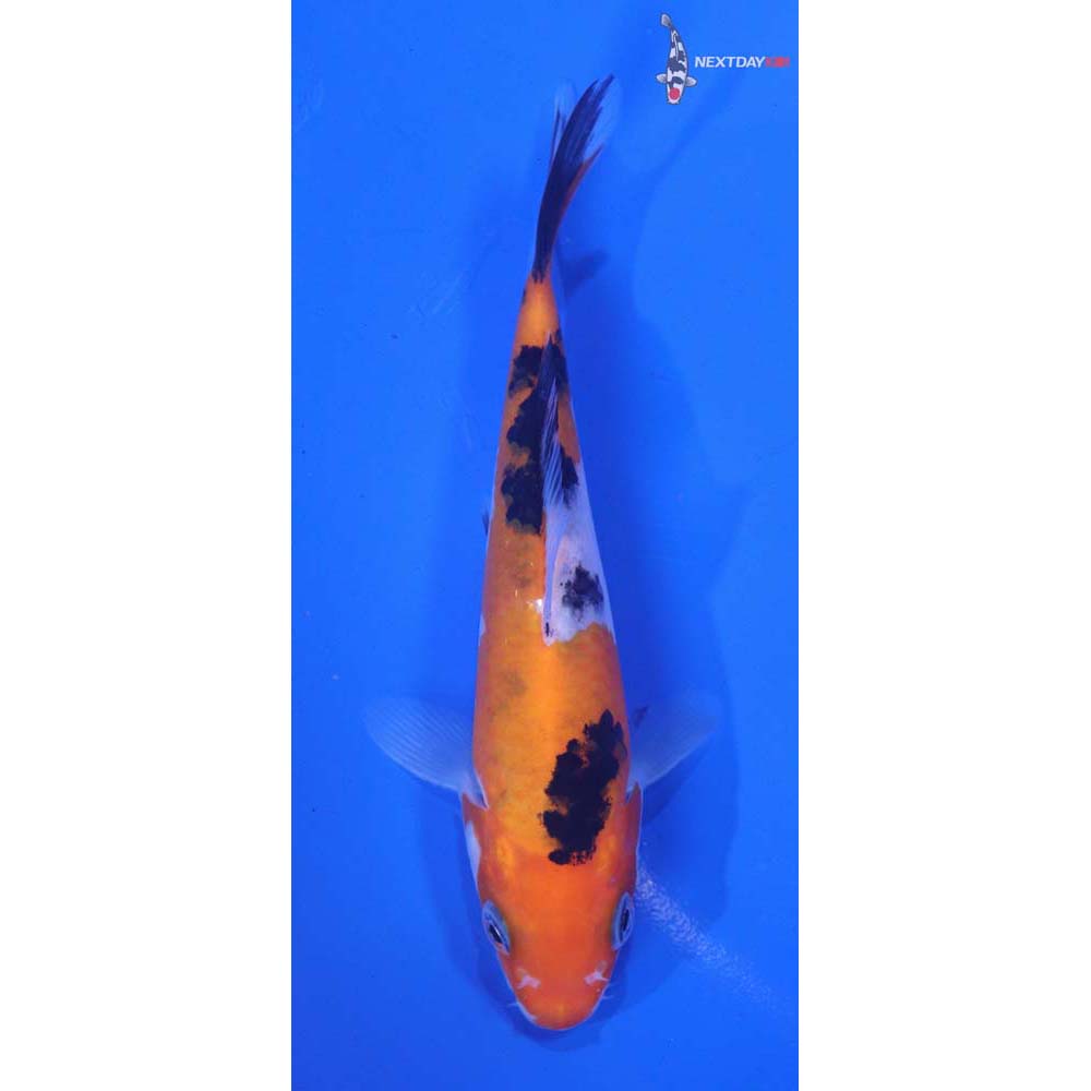 5” Imported Sanke