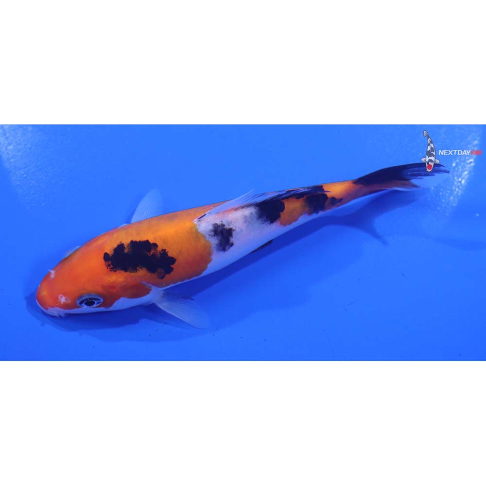 5” Imported Sanke