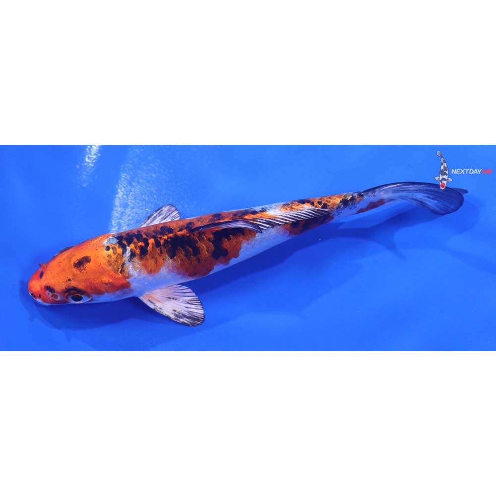 4.5” Imported Yamato Nishiki