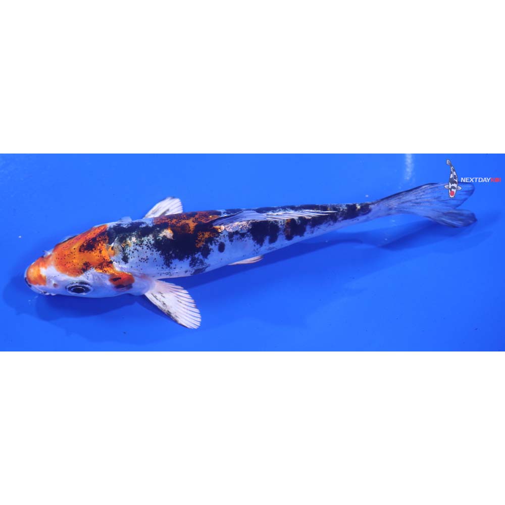 5” Imported Heisei Nishiki
