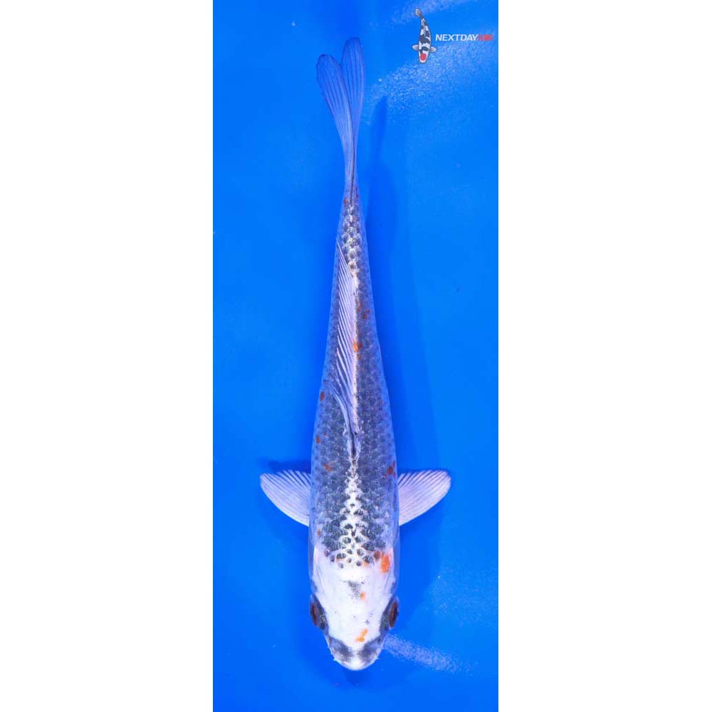 5.5” Imported Kujaku