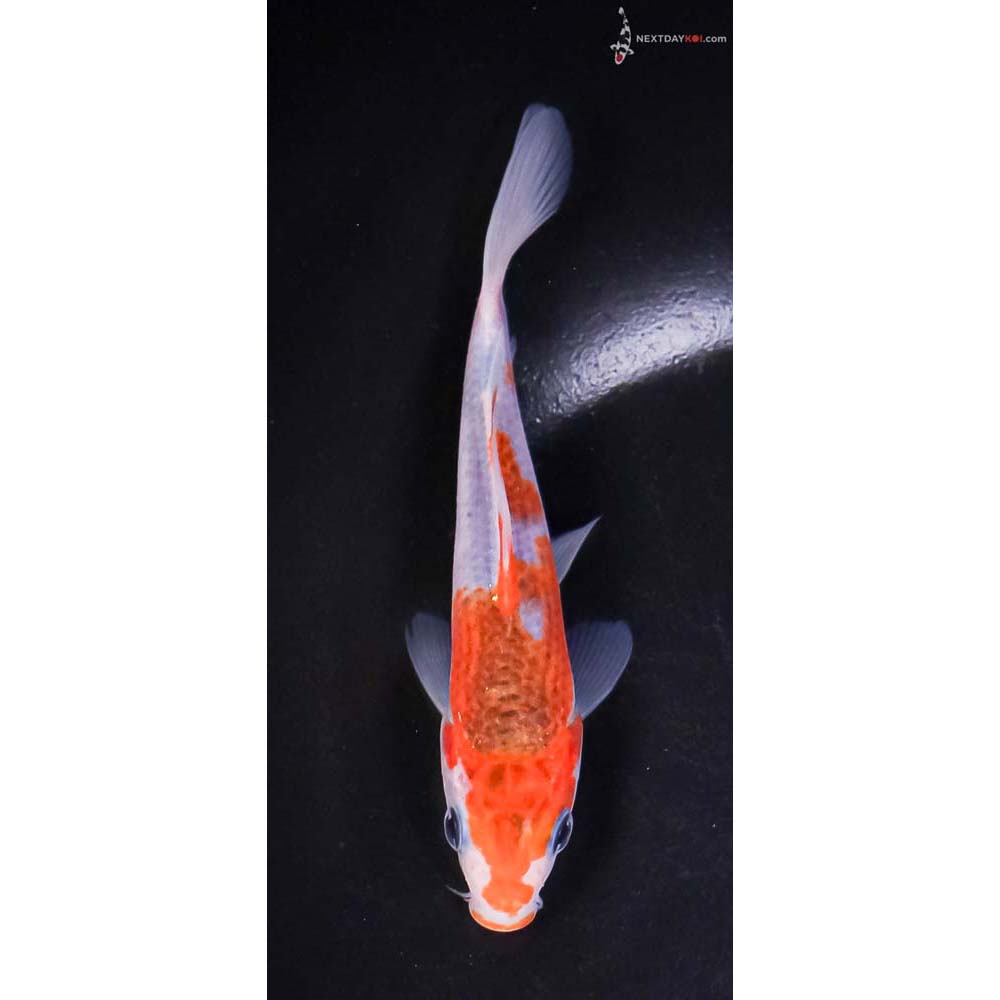 5” Imported Goromo