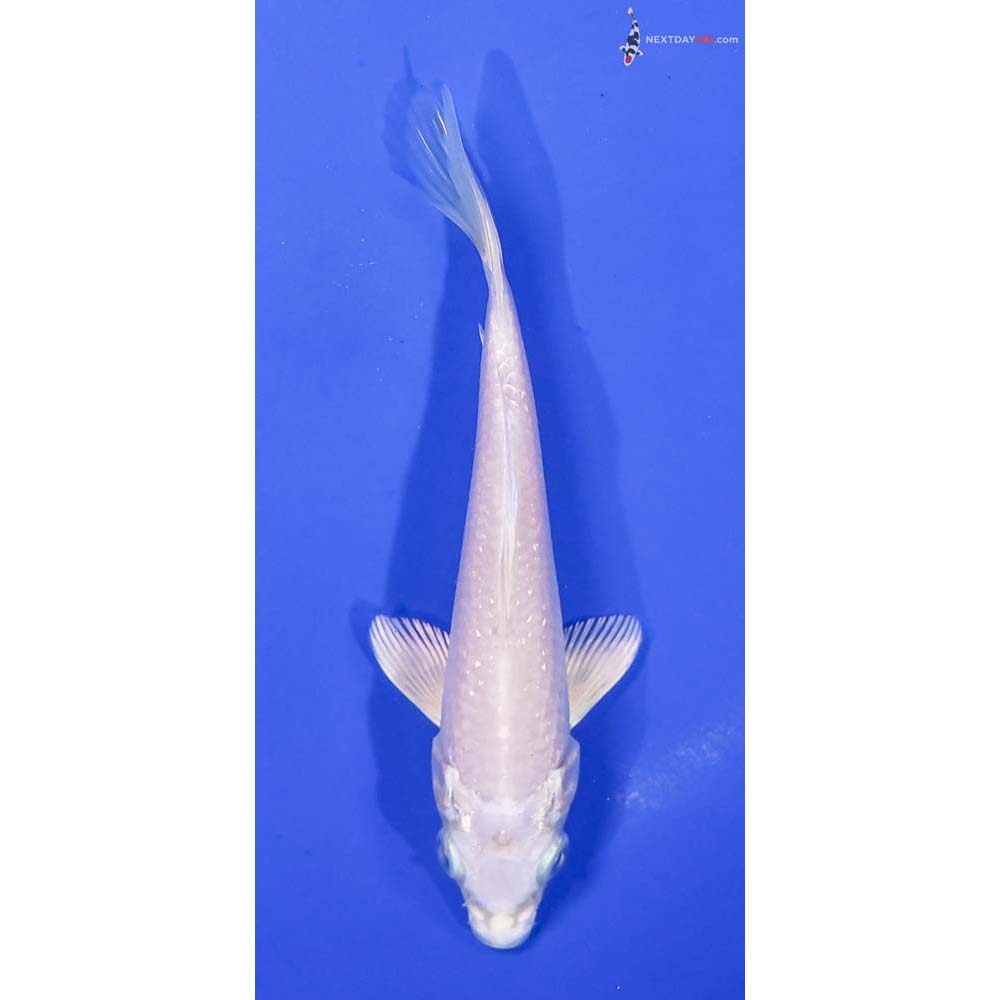 5.5” Imported Platinum Ogon