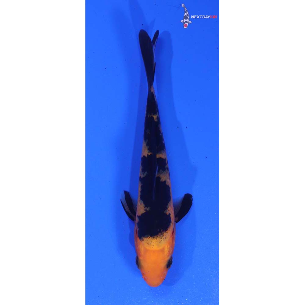 3.5” Imported Aka Bekko