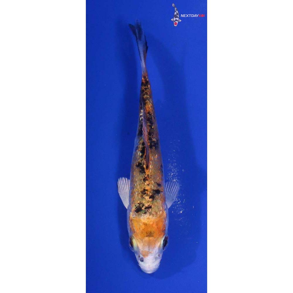 3.5” Imported Gin Rin Yamato Nishiki