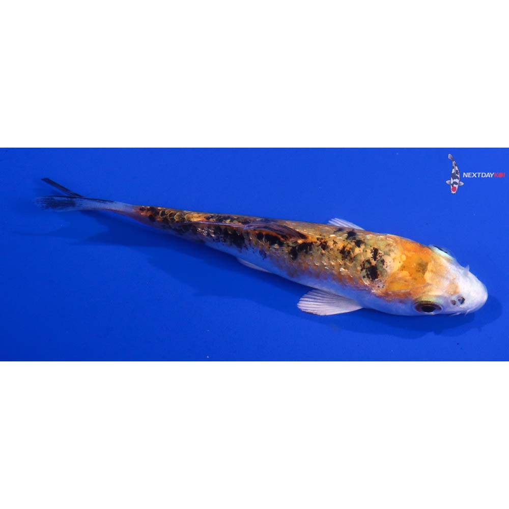 3.5” Imported Gin Rin Yamato Nishiki