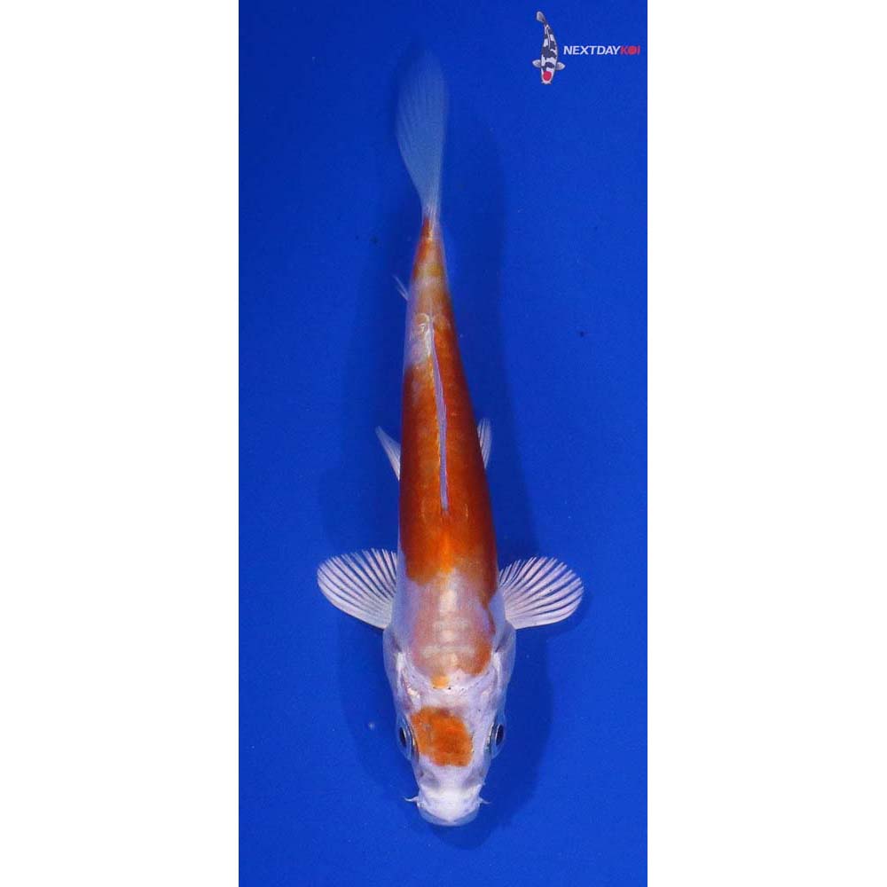 3.5” Imported Kikusui