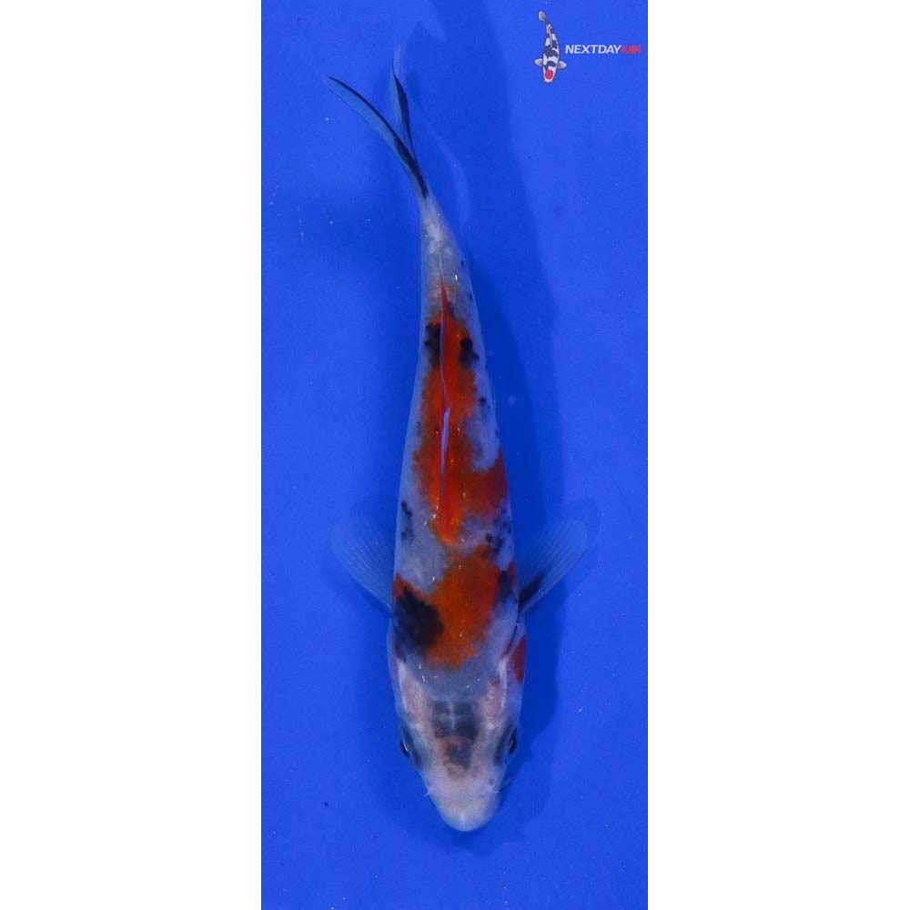 3.5” Imported Beni Matsukawabakke
