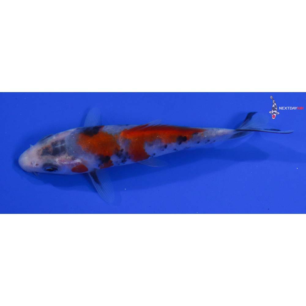 3.5” Imported Beni Matsukawabakke