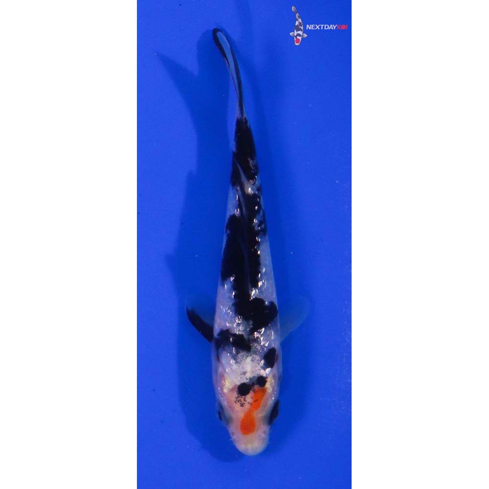 4” Imported Gin Rin Sanke