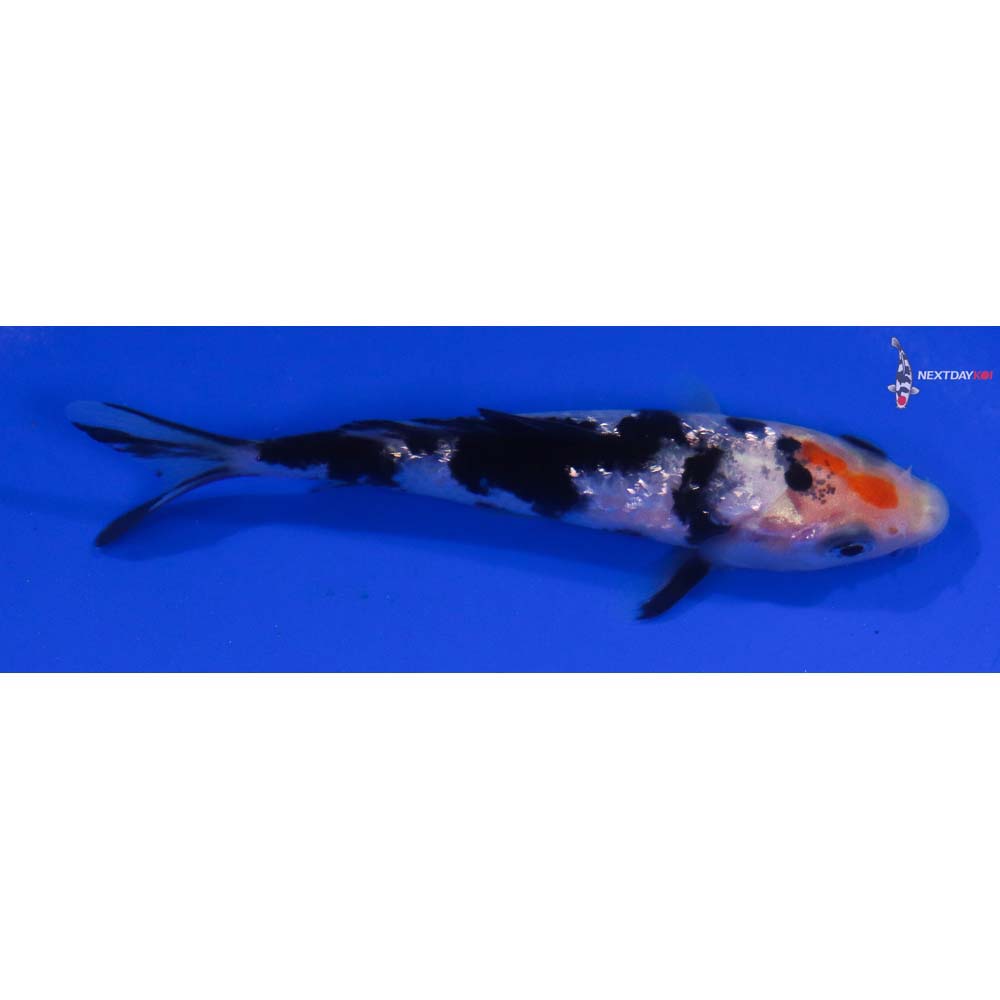 4” Imported Gin Rin Sanke