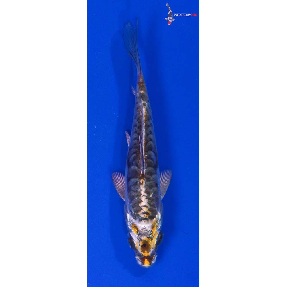 4” Imported Kin Kikokuryu