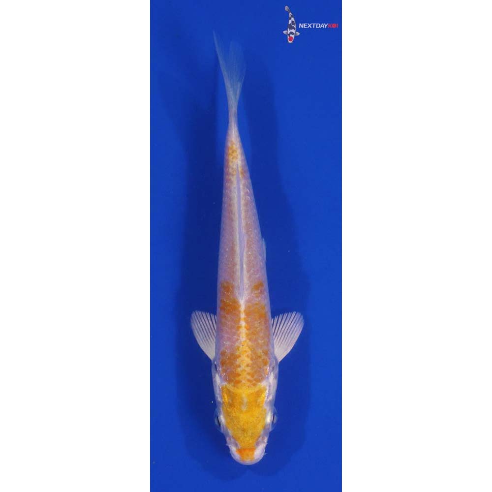 4” Imported Lemon Hariwake