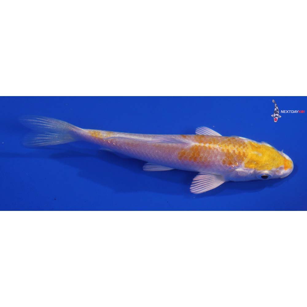 4” Imported Lemon Hariwake