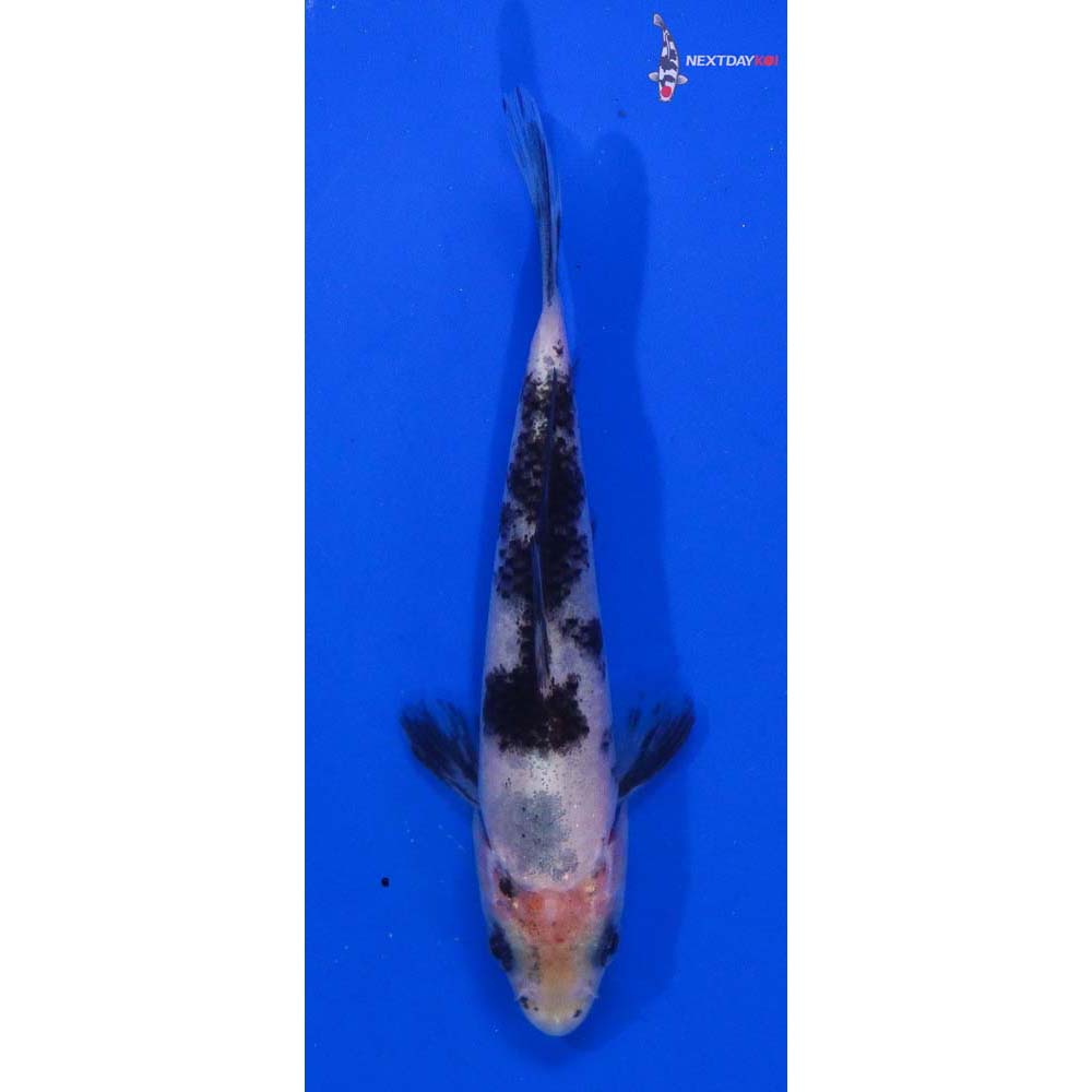 4” Imported Shiro Bekko