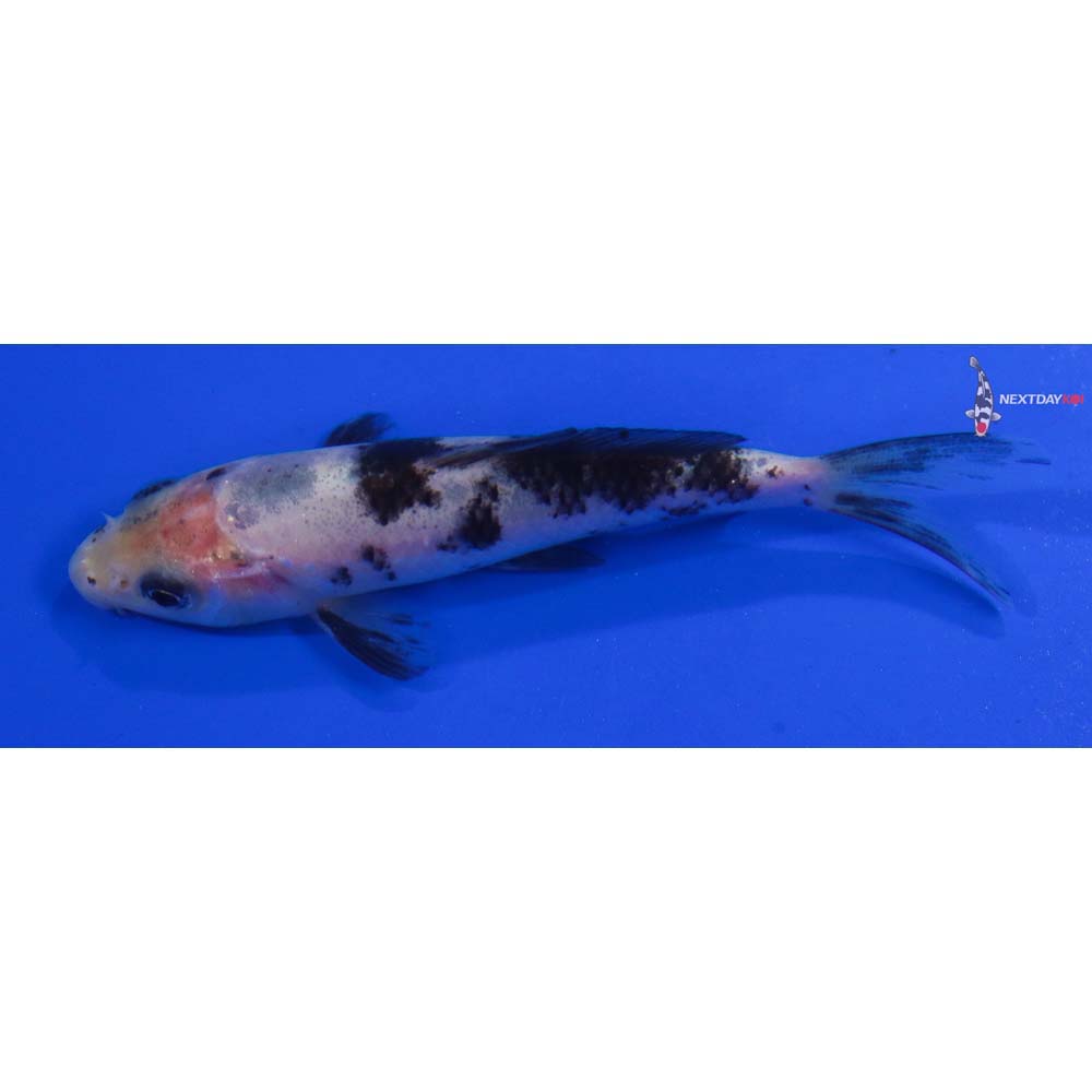 4” Imported Shiro Bekko