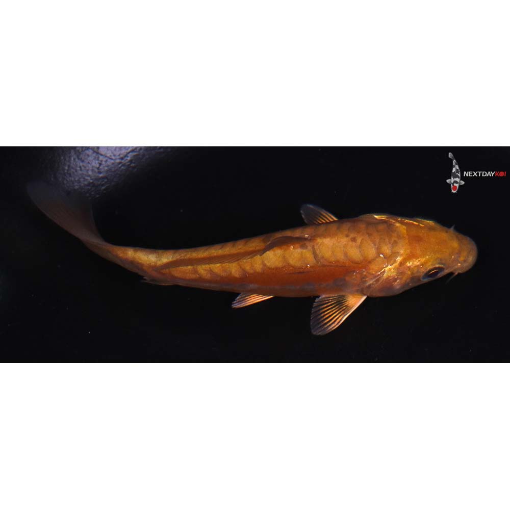 4” Imported Doitsu Chagoi