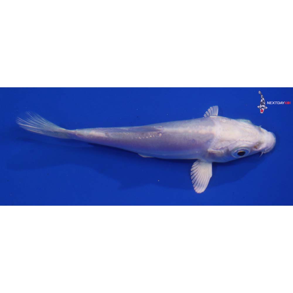 3.5” Imported Doitsu Platinum Ogon