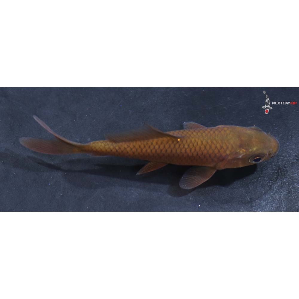 3.5” Imported Chagoi