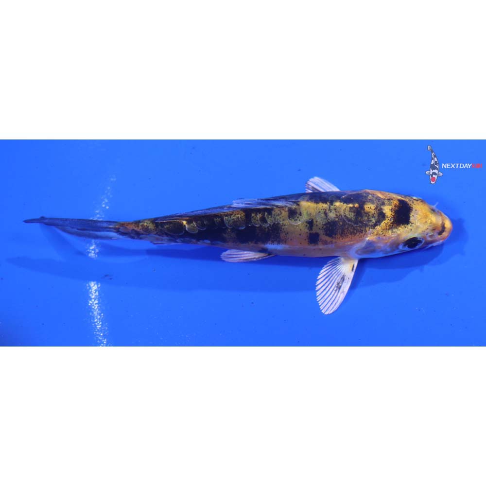 3.5” Imported Heisei Nishiki