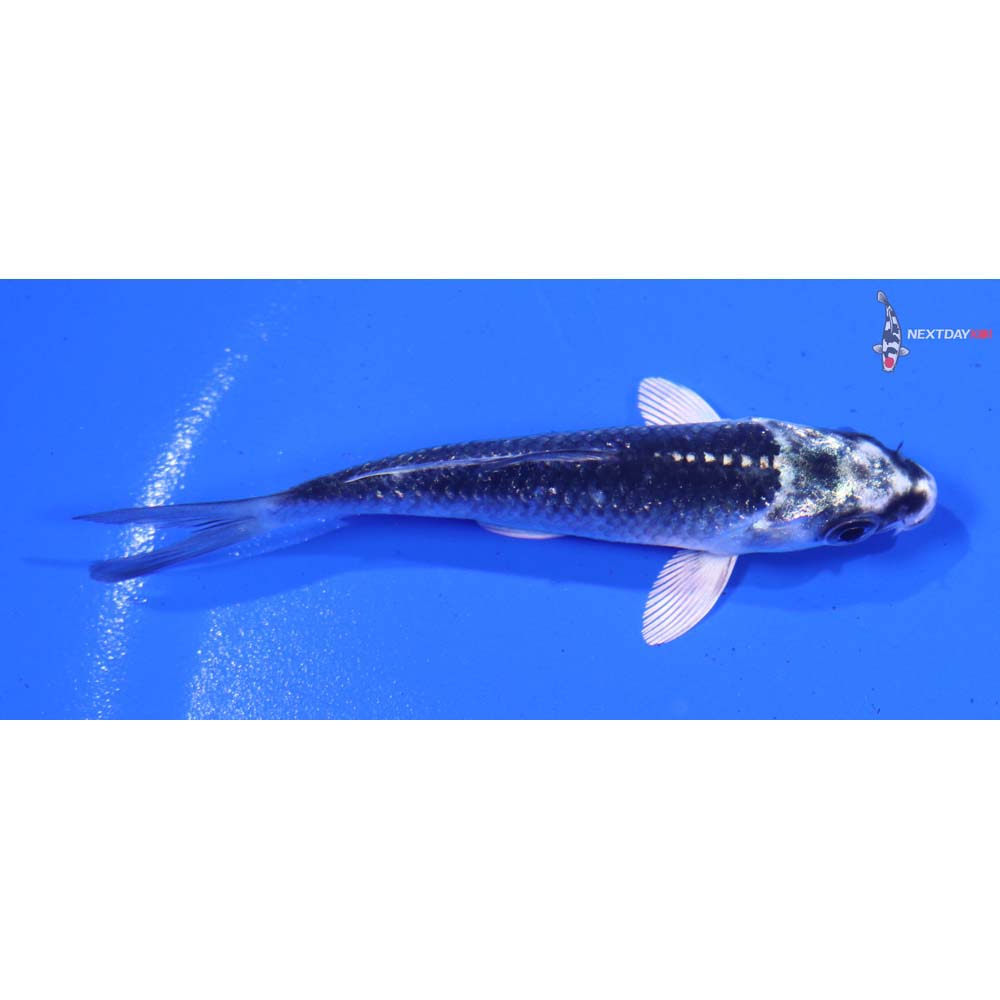 3” Imported Gin Rin Gin Matsuba
