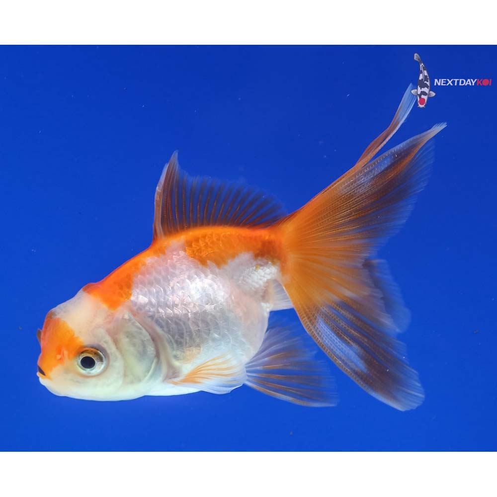 3” Imported Red and White Oranda