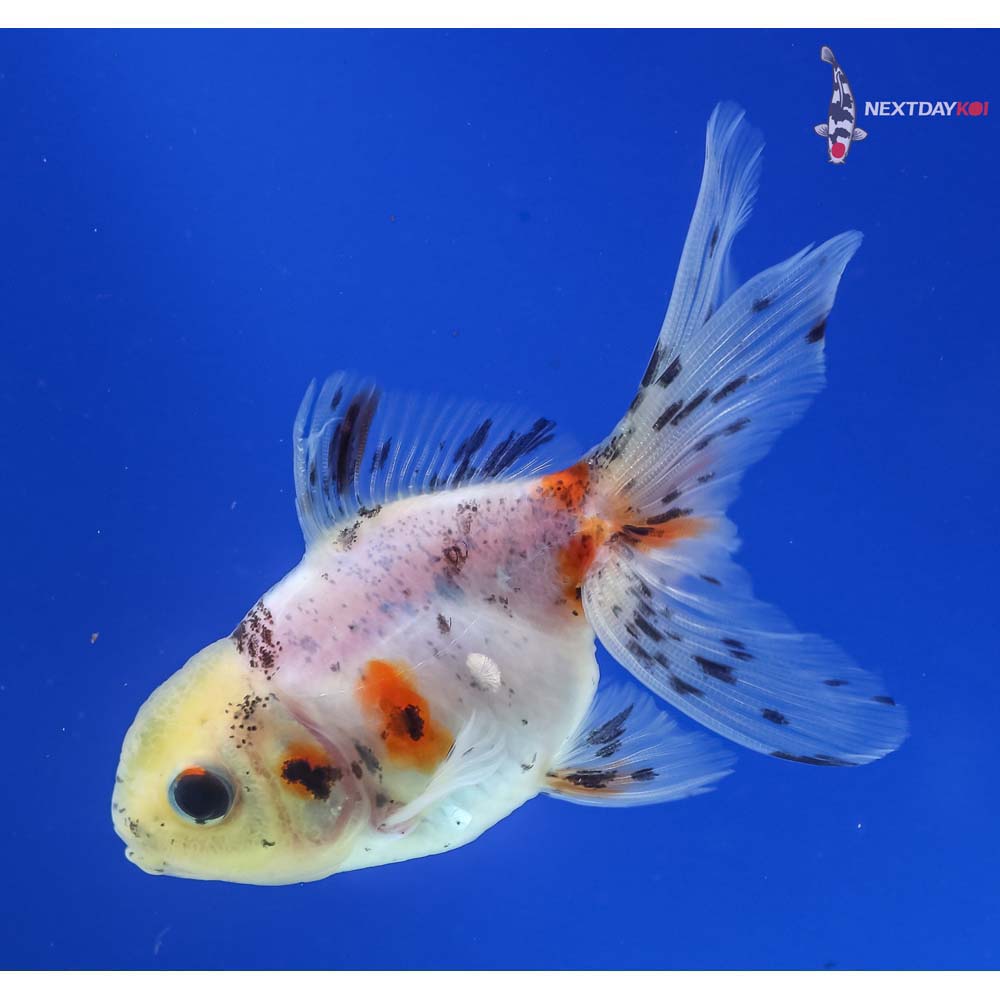 3” Imported Calico Oranda