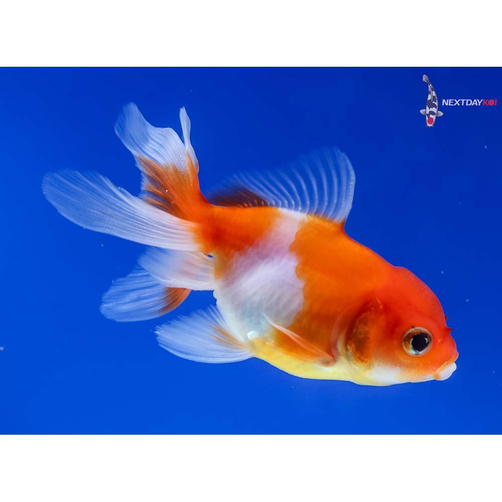 3” Imported Red and White Oranda