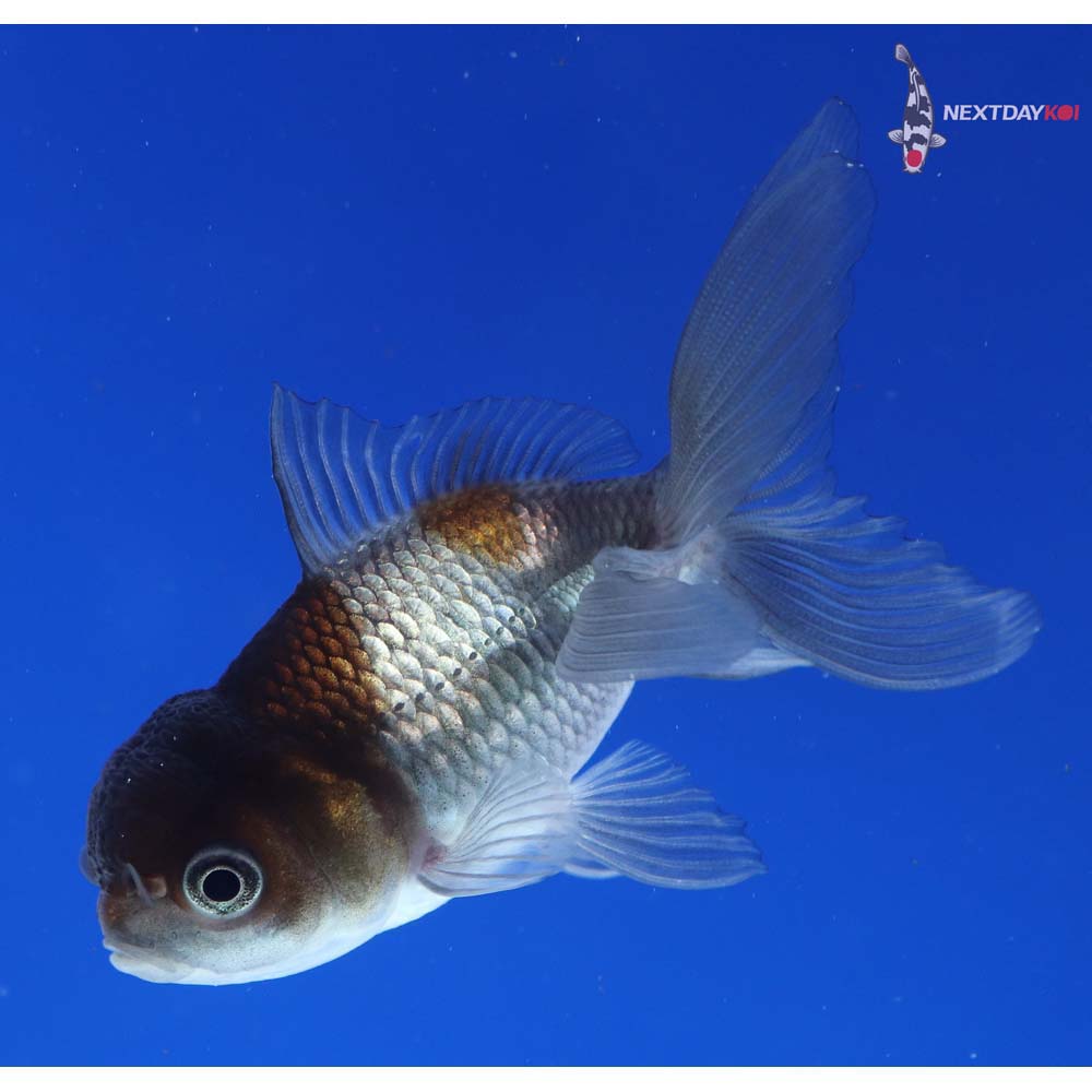 3.5” Imported Blue Oranda