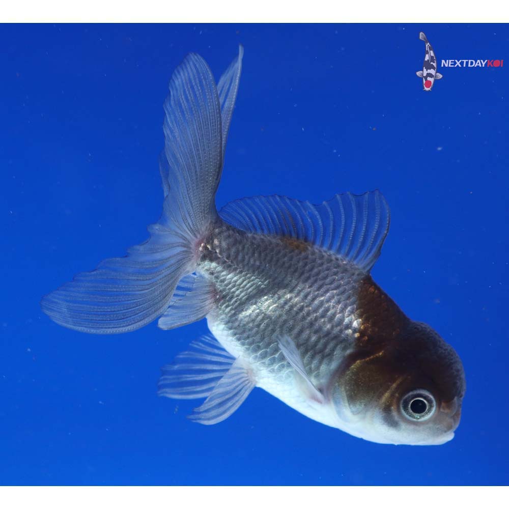 3.5” Imported Blue Oranda