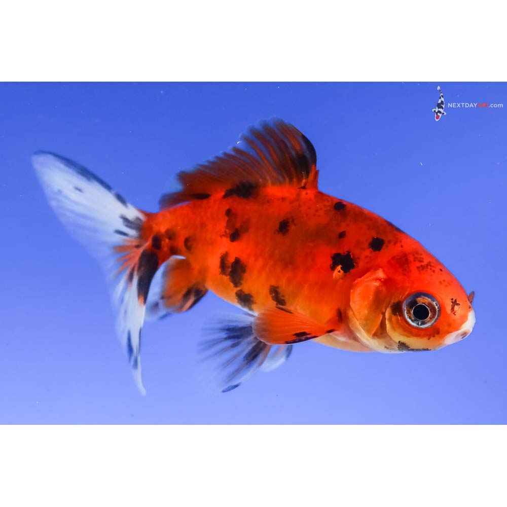 3” Imported Calico Wakin