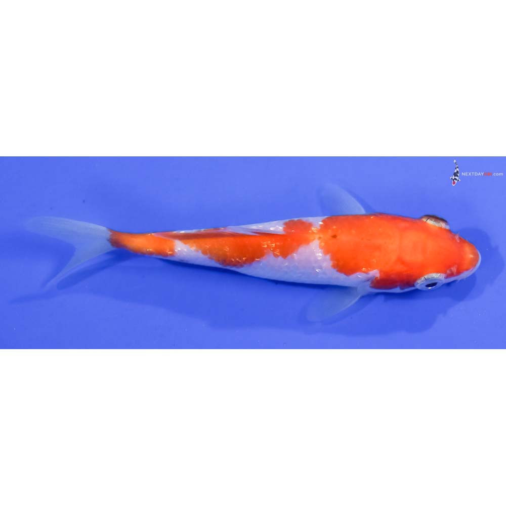 4” Imported Gin Rin Kohaku