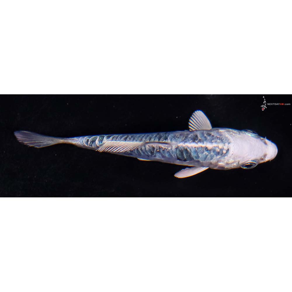 3.5” Imported Doitsu Blue Gin Shiro Bekko