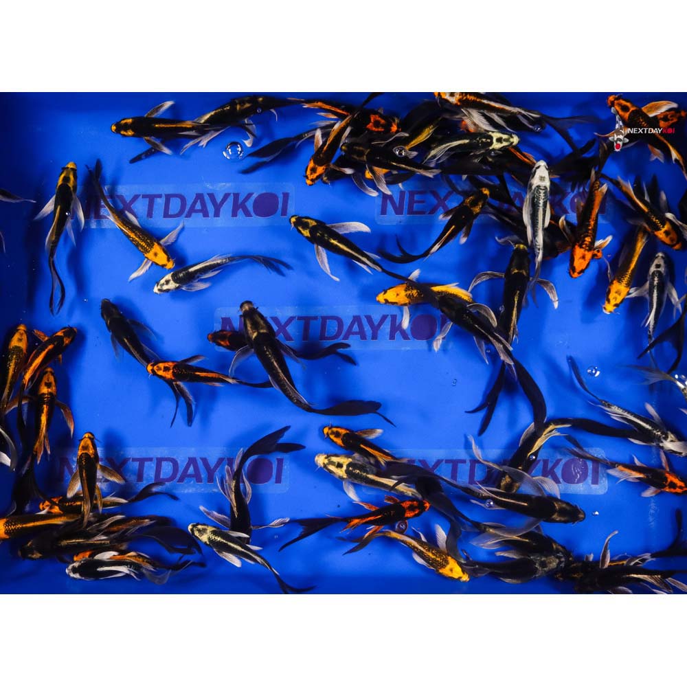 Imported Kabuto Butterfly Koi | Next Day Koi