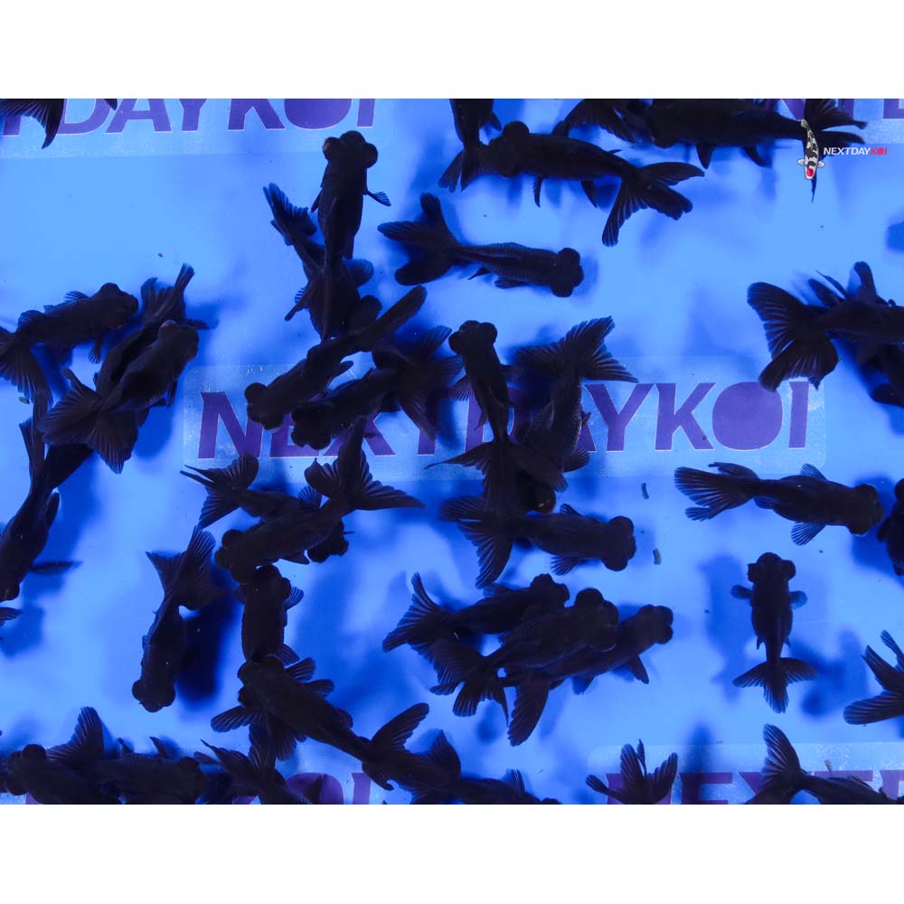 2-3" Imported Black Moor Goldfish - Image 3