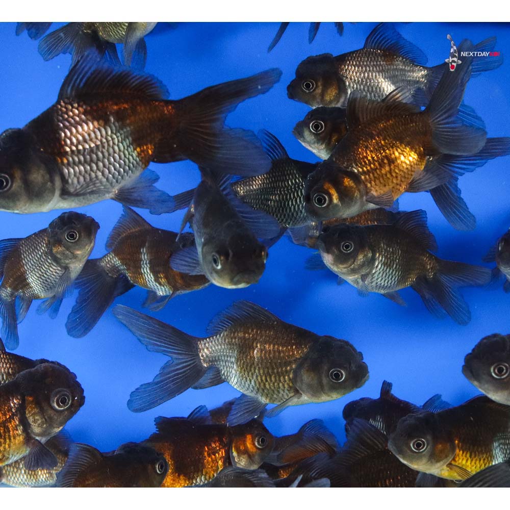 3-3.5" Imported Mixed Blue Oranda Goldfish