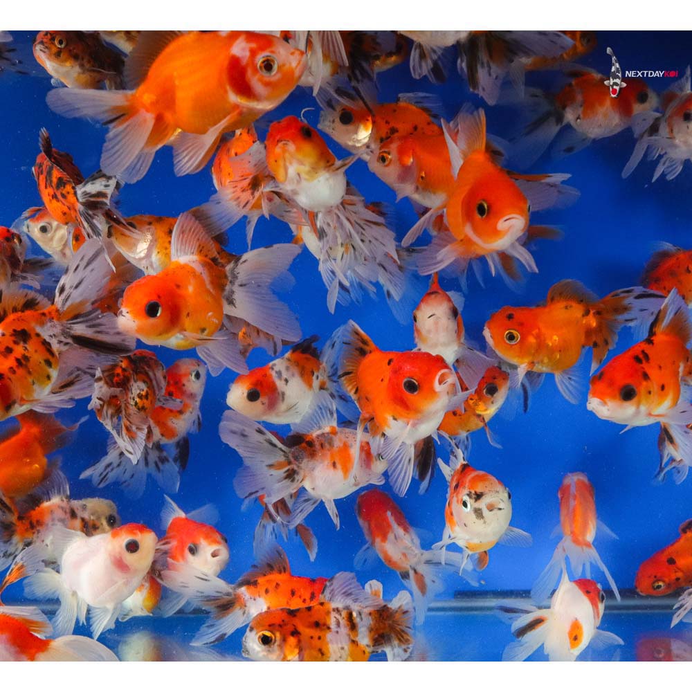 2.5-3" Imported Calico Oranda Goldfish
