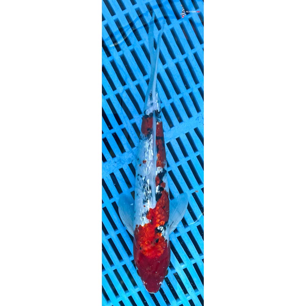 10-12” Imported Gin Rin Sanke