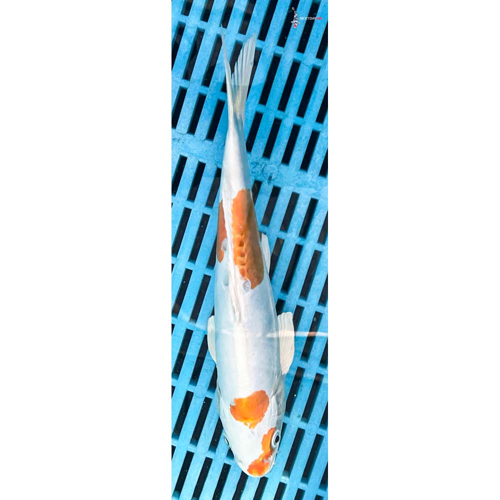 10-12” Imported Kikusui