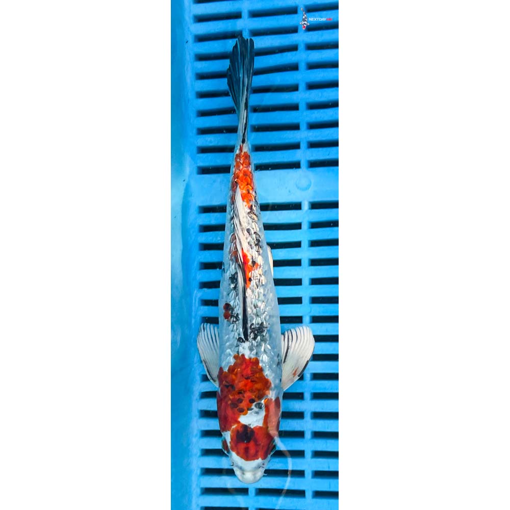 10-12” Imported Gin Rin Yamato Nishiki