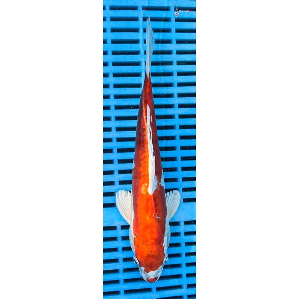 10-12” Imported Kikusui