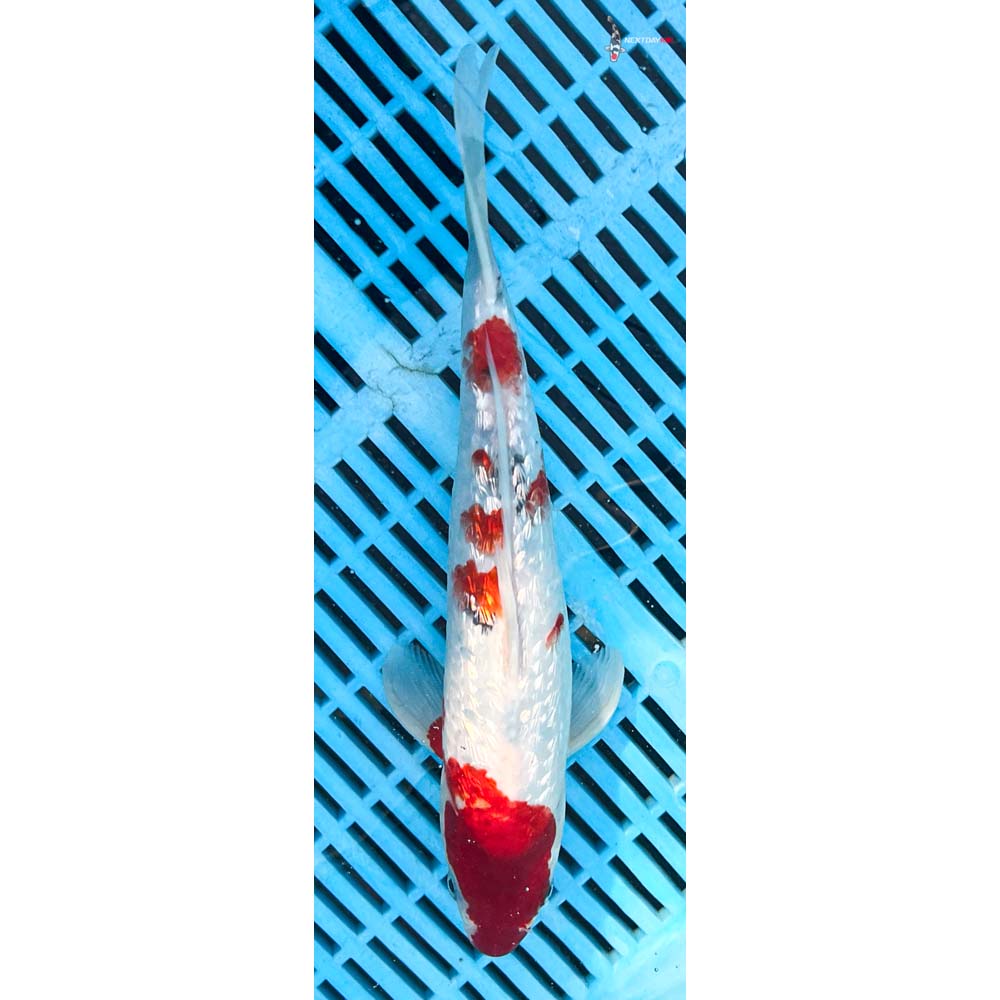 10-12” Imported Gin Rin Sanke