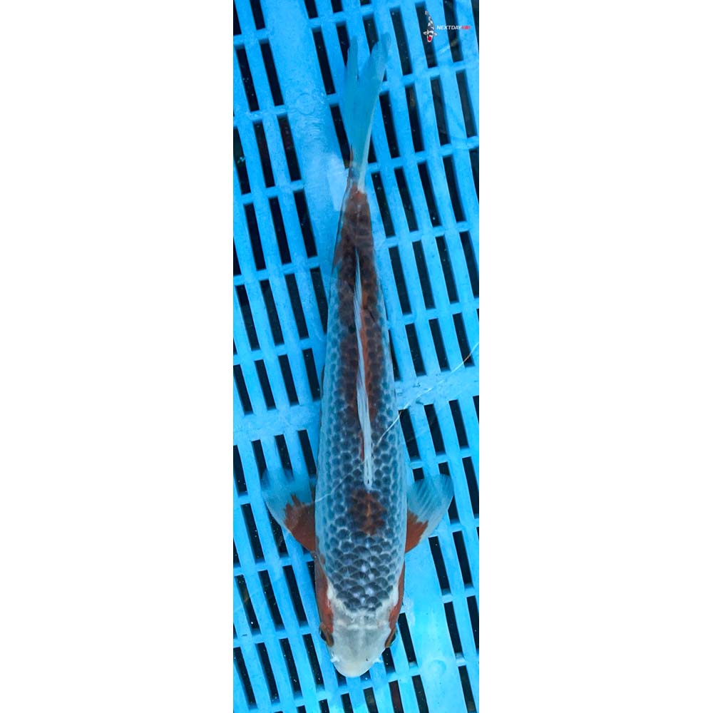 10-12” Imported Asagi