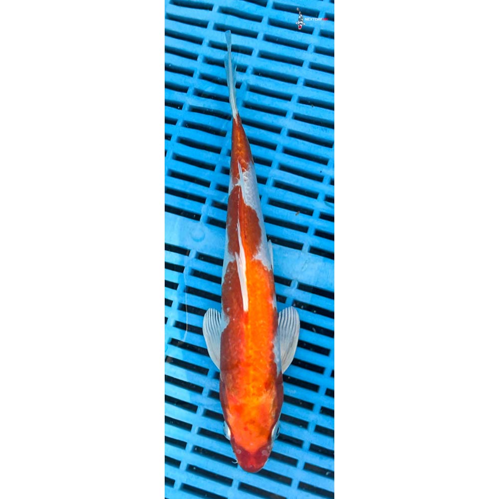 10-12” Imported Hariwake