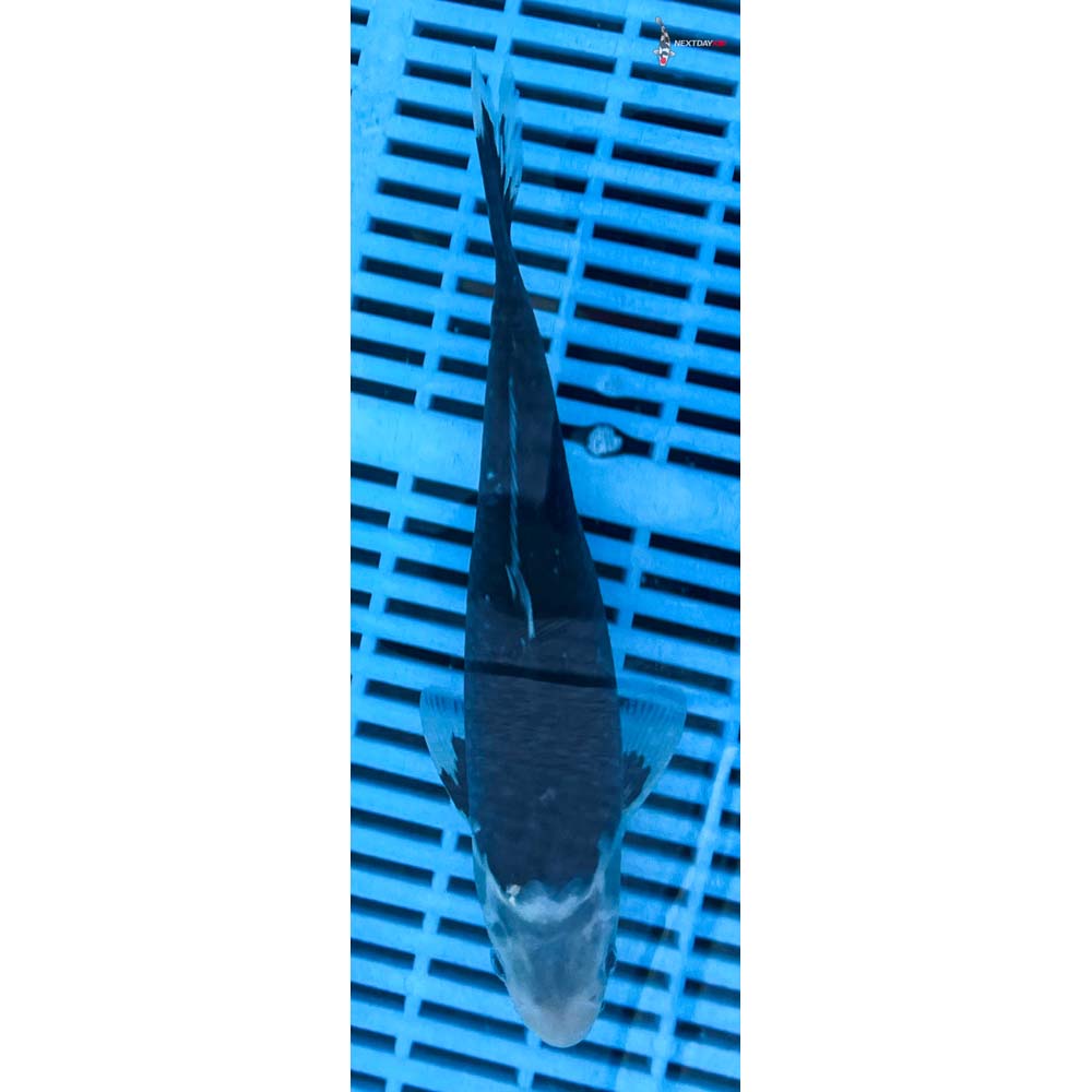 10-12” Imported Matsukawabakke