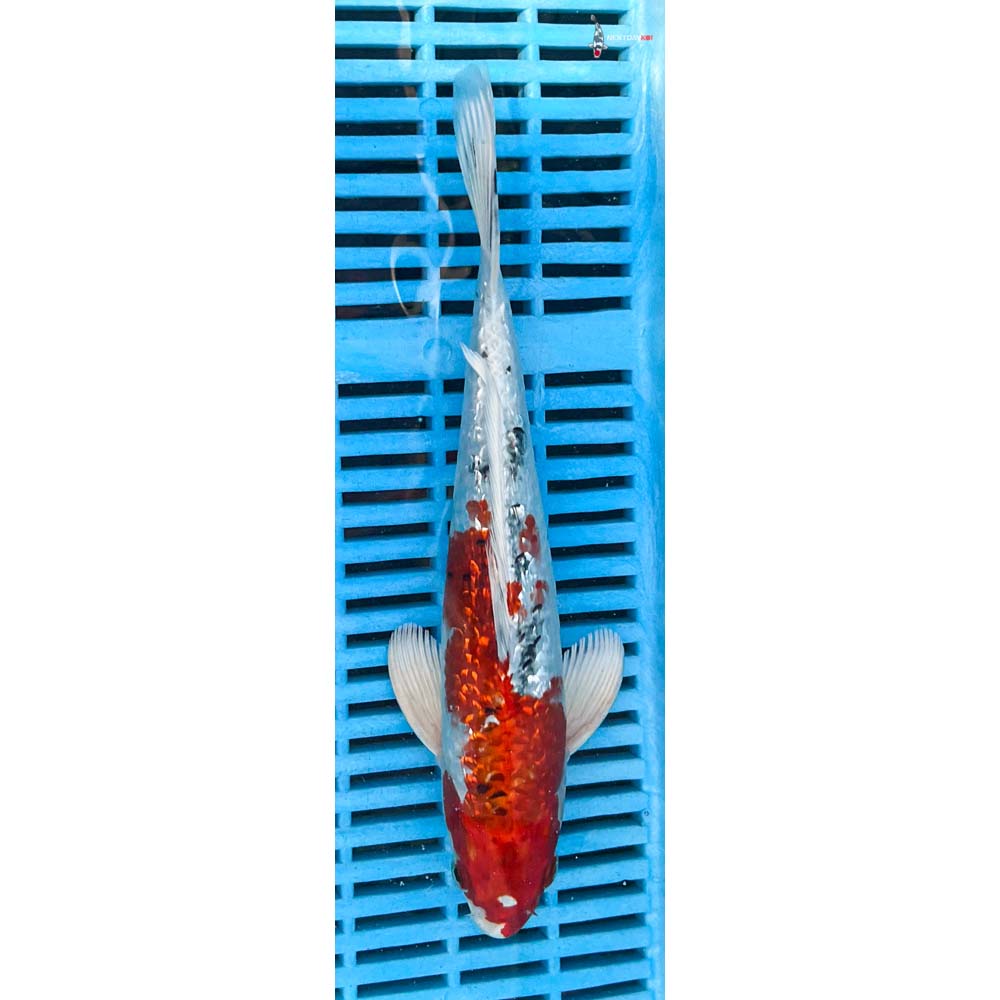 10-12” Imported Gin Rin Yamato Nishiki