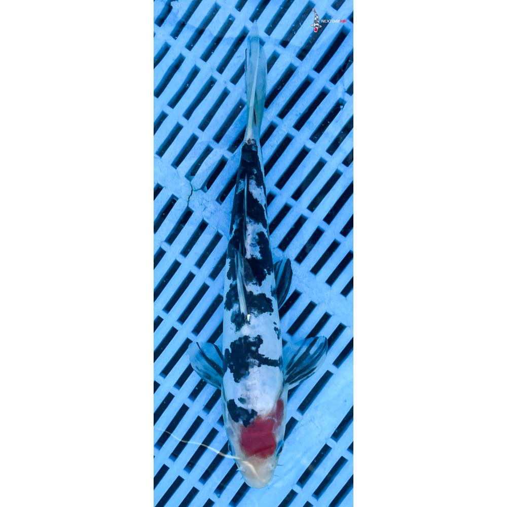 10-12” Imported Doitsu Sanke
